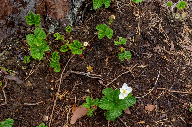 Rubus chamaemorus  2025-06-07 1-1