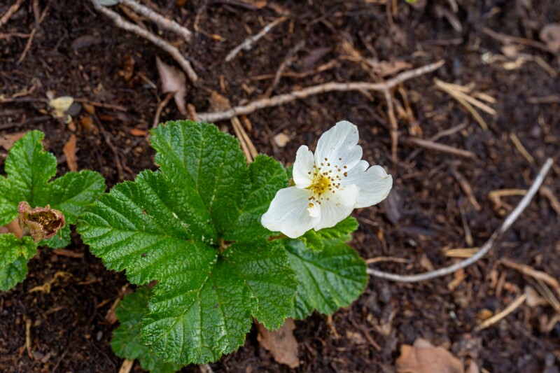 Rubus chamaemorus  2025-06-07 1-3