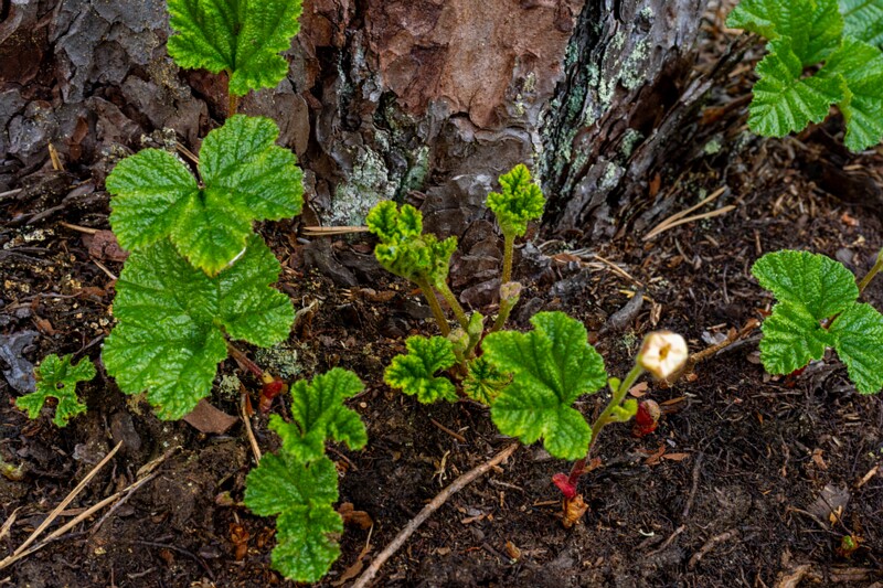 Rubus chamaemorus  2025-06-07 1-6