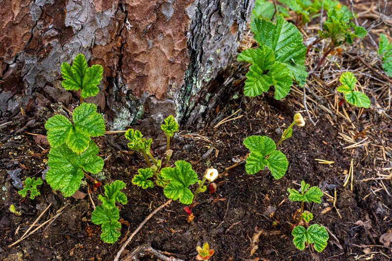 Rubus chamaemorus  2025-06-07 1-7