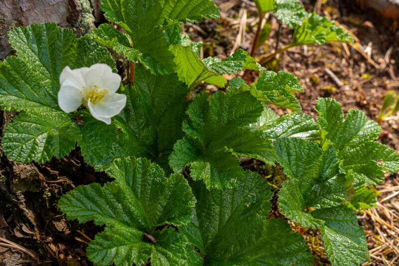 Rubus chamaemorus  2025-06-07 2-1