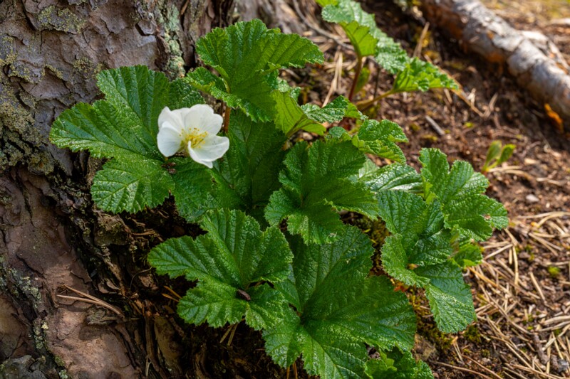 Rubus chamaemorus  2025-06-07 2-2