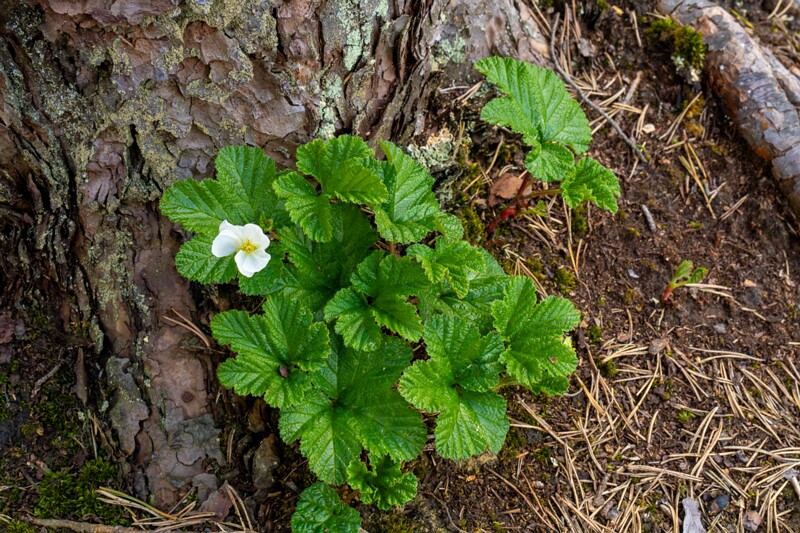 Rubus chamaemorus  2025-06-07 2-3