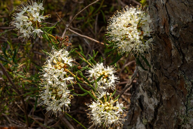 Rhododendron tomentosum  2025-06-07 1-6