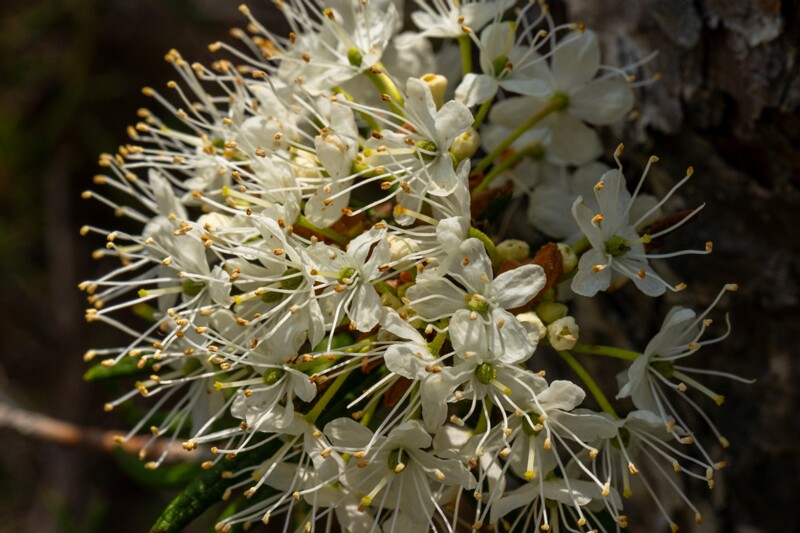 Rhododendron tomentosum  2025-06-07 1-7