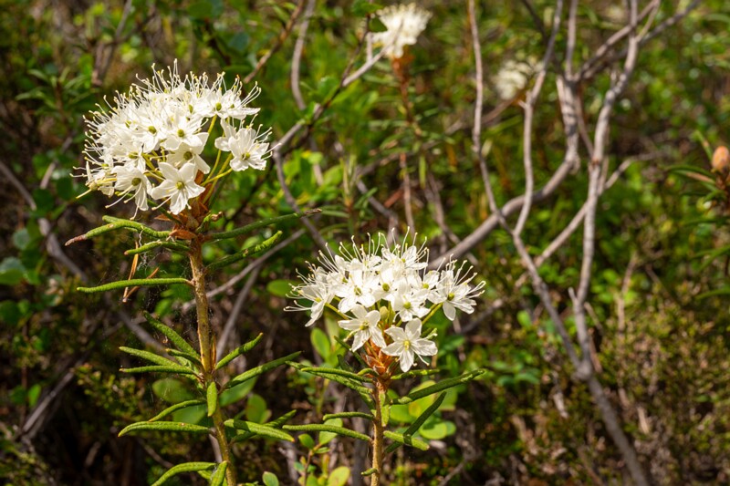 Rhododendron tomentosum  2025-06-07 2-1