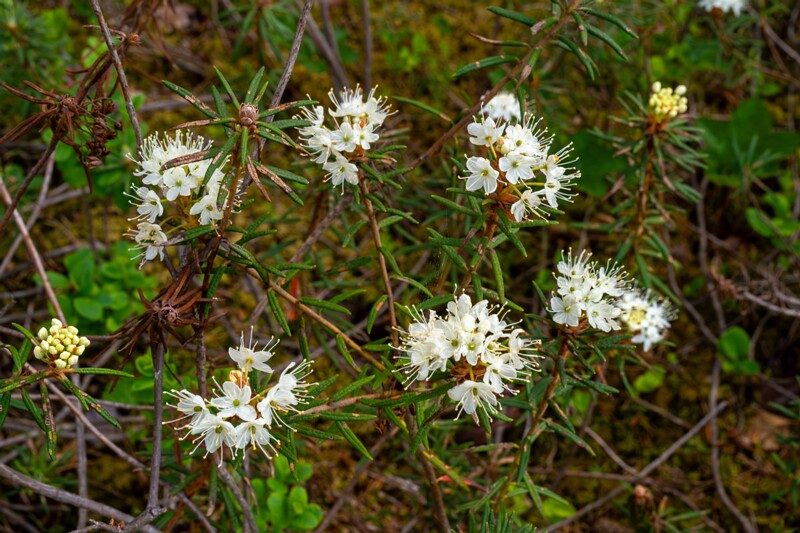 Rhododendron tomentosum  2025-06-07 2-4