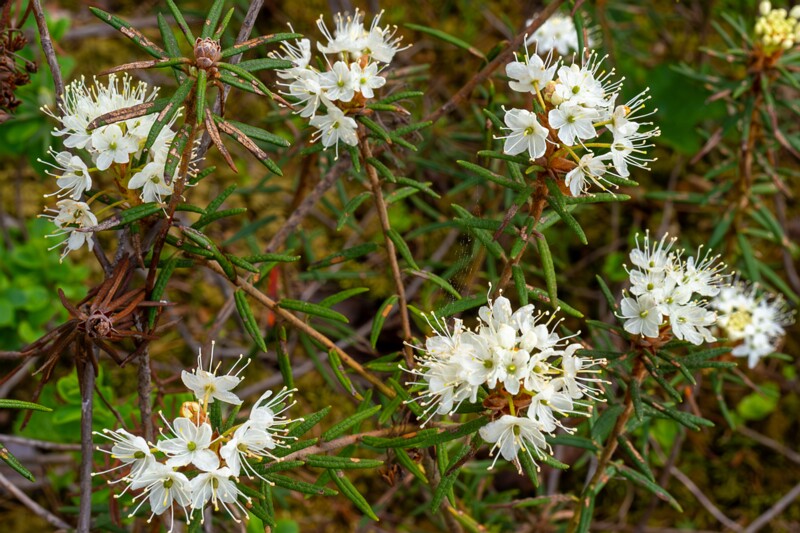 Rhododendron tomentosum  2025-06-07 2-5