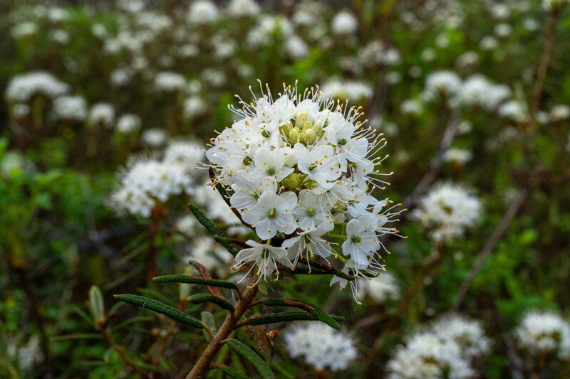 Rhododendron tomentosum  2025-06-07 2-6