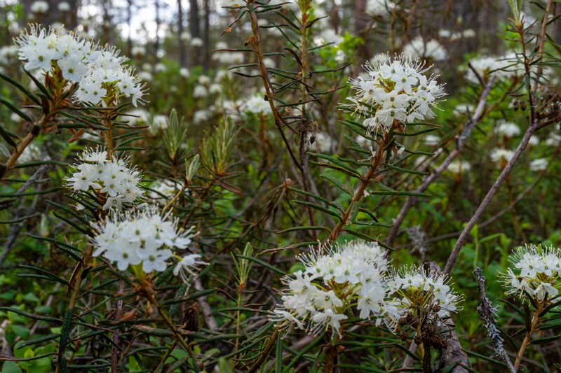 Rhododendron tomentosum  2025-06-07 2-7