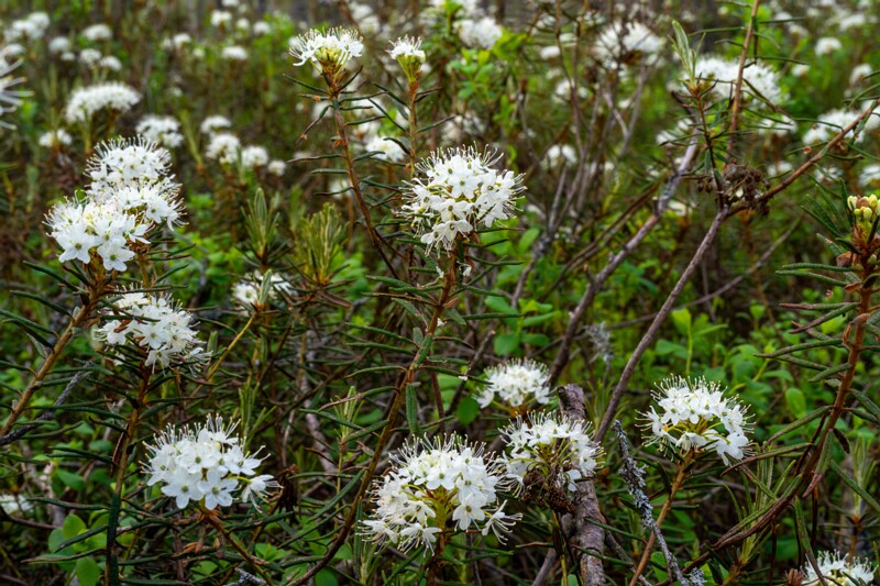 Rhododendron tomentosum  2025-06-07 2-8