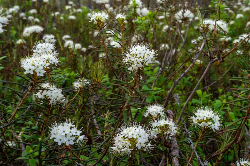 Rhododendron tomentosum  2025-06-07 2-9