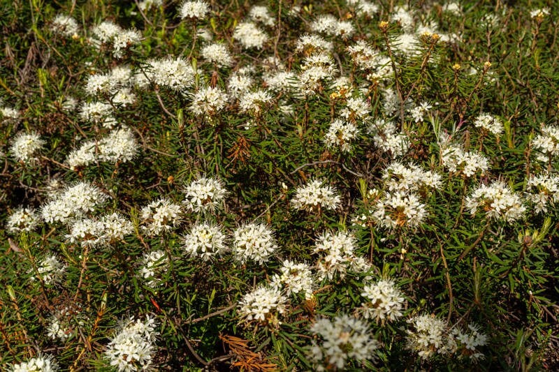 Rhododendron tomentosum  2025-06-07 3-1