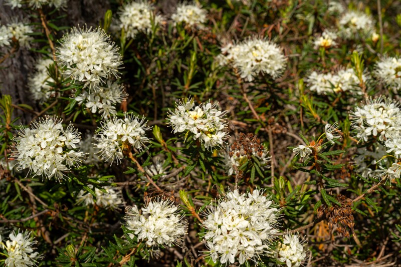 Rhododendron tomentosum  2025-06-07 3-11