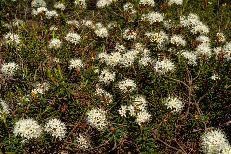 Rhododendron tomentosum  2025-06-07 3-12