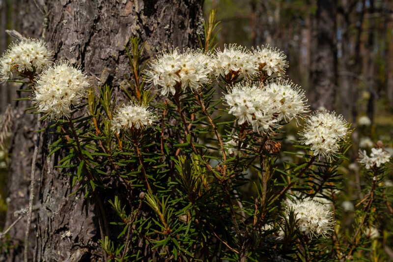 Rhododendron tomentosum  2025-06-07 3-13
