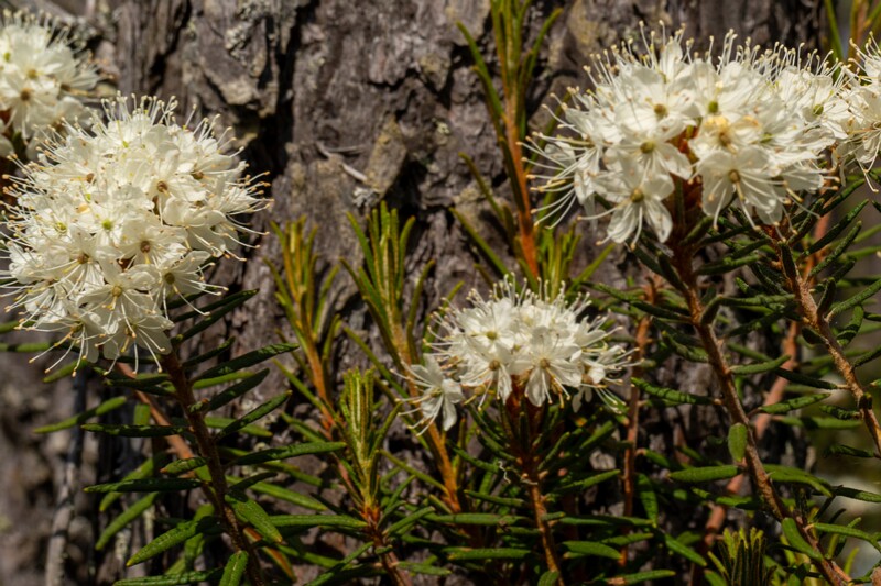 Rhododendron tomentosum  2025-06-07 3-14
