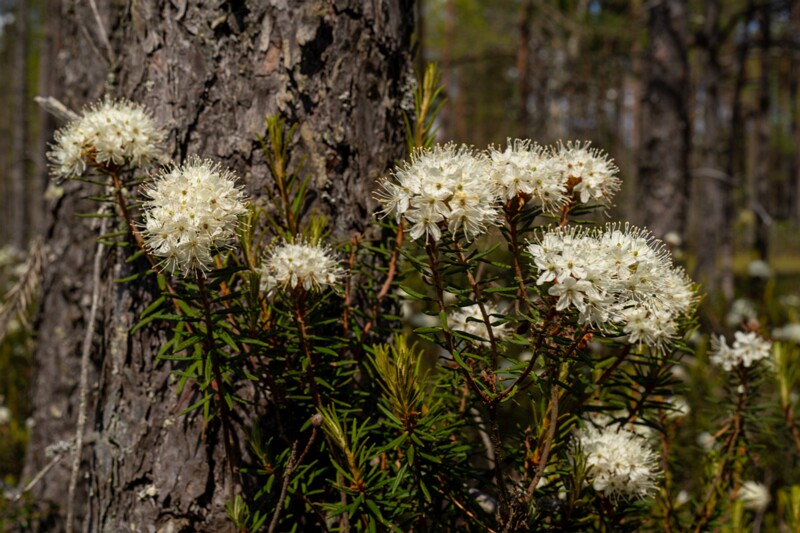 Rhododendron tomentosum  2025-06-07 3-15