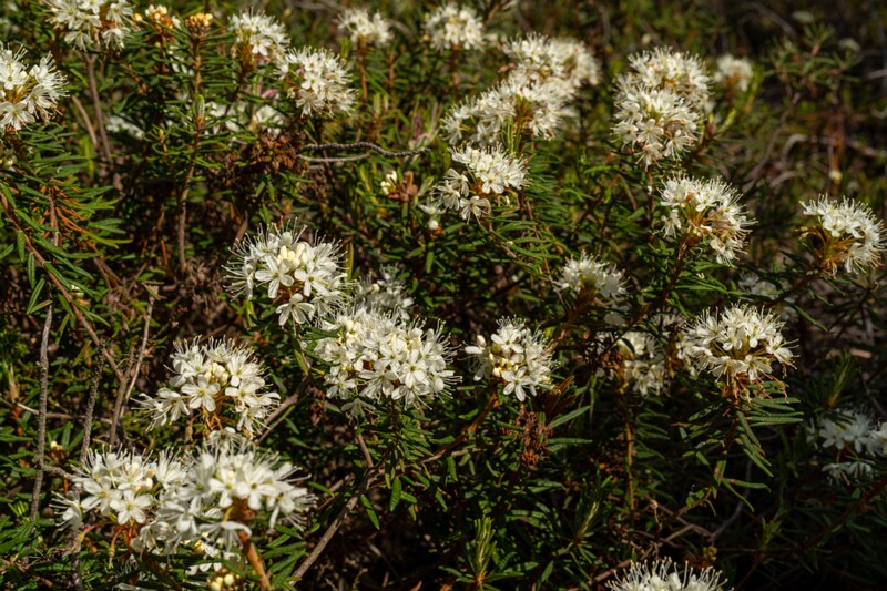 Rhododendron tomentosum  2025-06-07 3-3