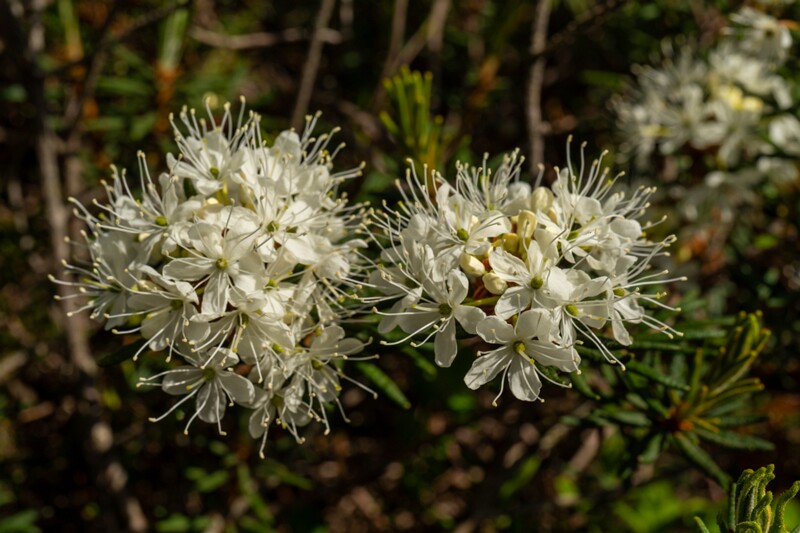 Rhododendron tomentosum  2025-06-07 3-5