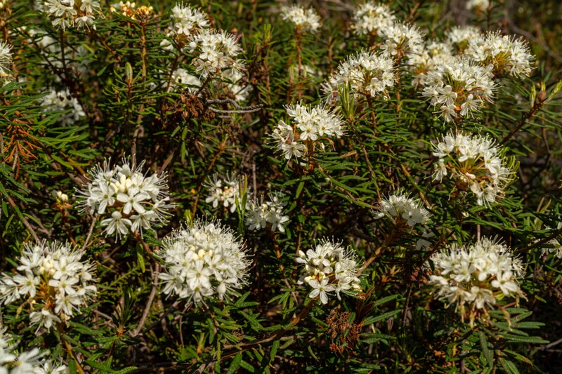 Rhododendron tomentosum  2025-06-07 3-7