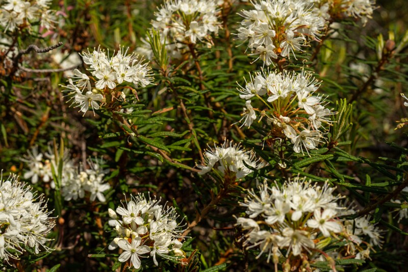 Rhododendron tomentosum  2025-06-07 3-9