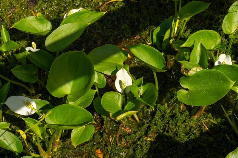 Arum maculatum  2025-06-07 1-2
