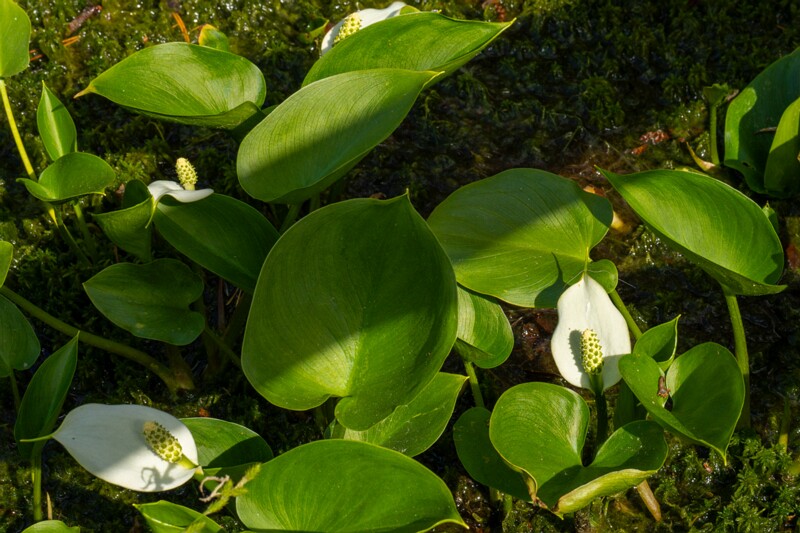 Arum maculatum  2025-06-07 1-3
