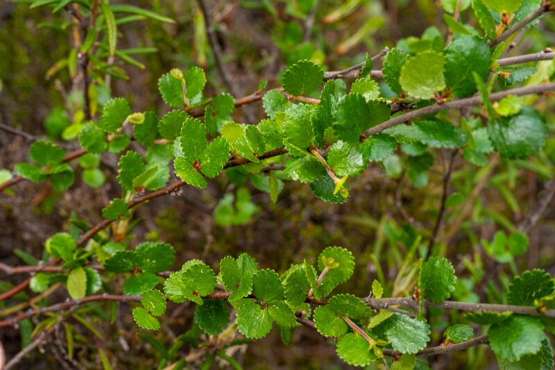 Betula nana  2025-06-07 1-2