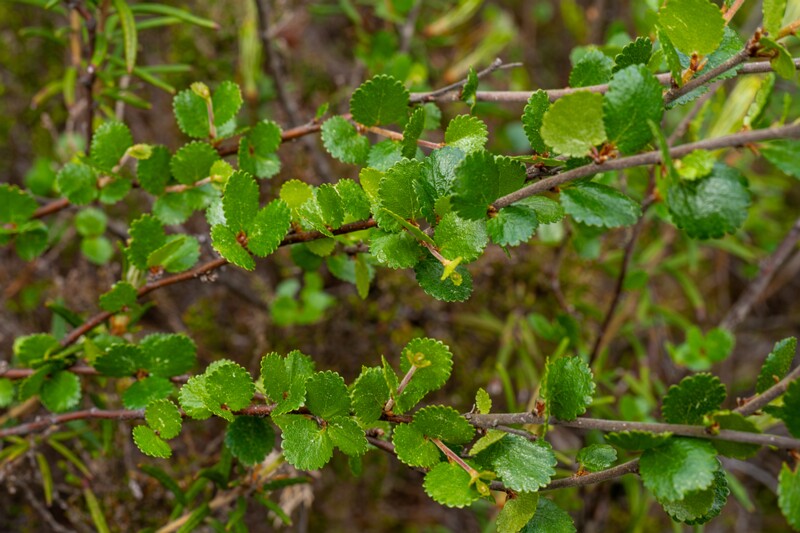 Betula nana  2025-06-07 1-3