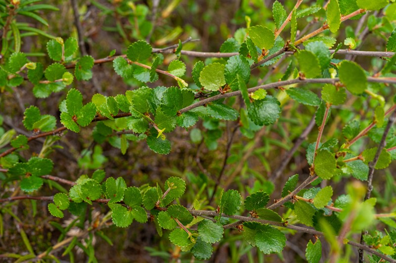 Betula nana  2025-06-07 1-4