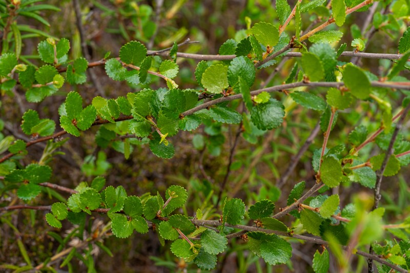 Betula nana  2025-06-07 1-5