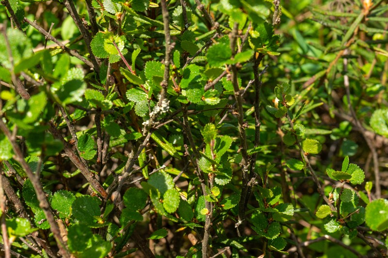 Betula nana  2025-06-07 2-1
