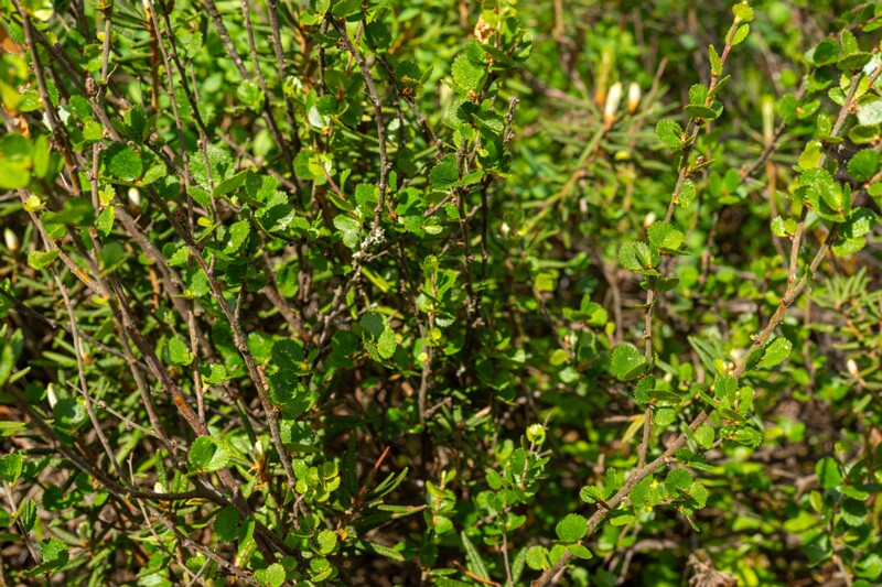 Betula nana  2025-06-07 2-2