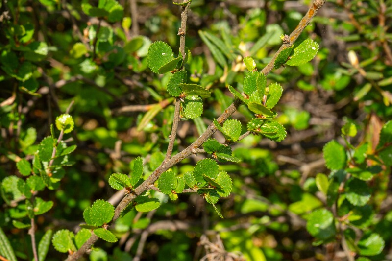 Betula nana  2025-06-07 2-3