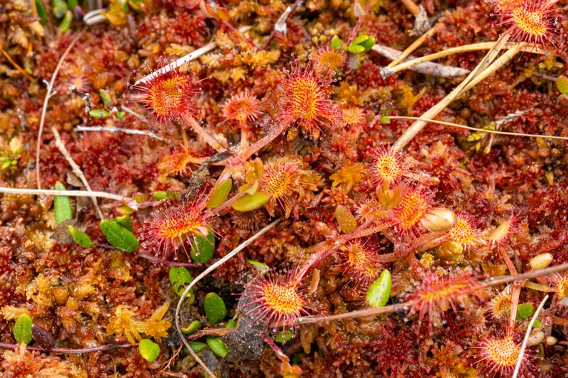 et. Ümaralehine huulhein, en. roundleaf sundew, lat. Drosera rotundifolia