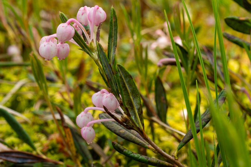 et. Harilik küüvits, en. bog-rosemary, lat. Andromeda polifolia