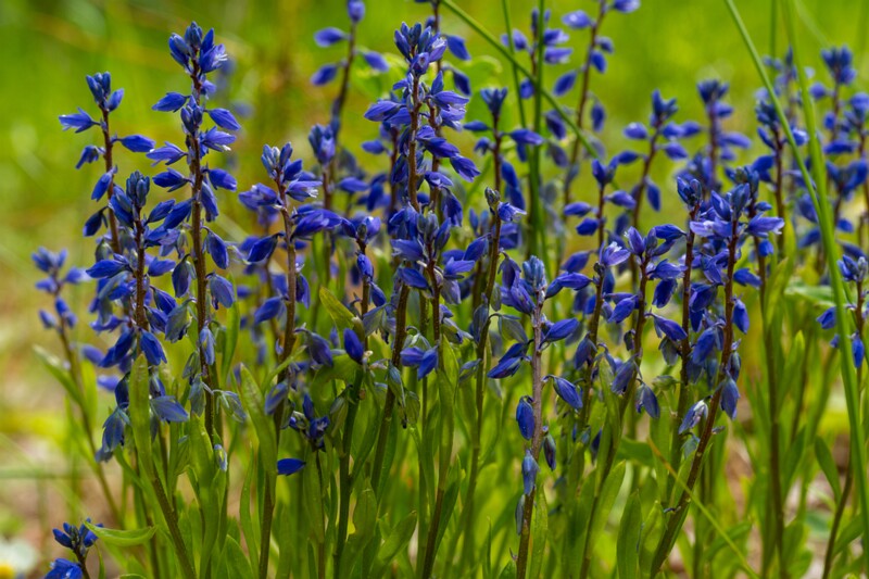 et. Mõru vahulill, en. dwarf milkwort, lat. Polygala amarella