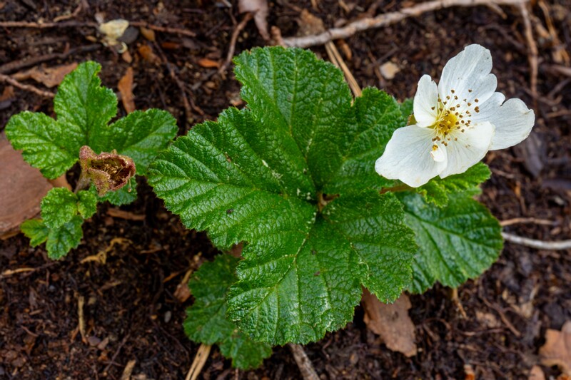 et. Rabamurakas, en. cloudberry, lat. Rubus chamaemorus