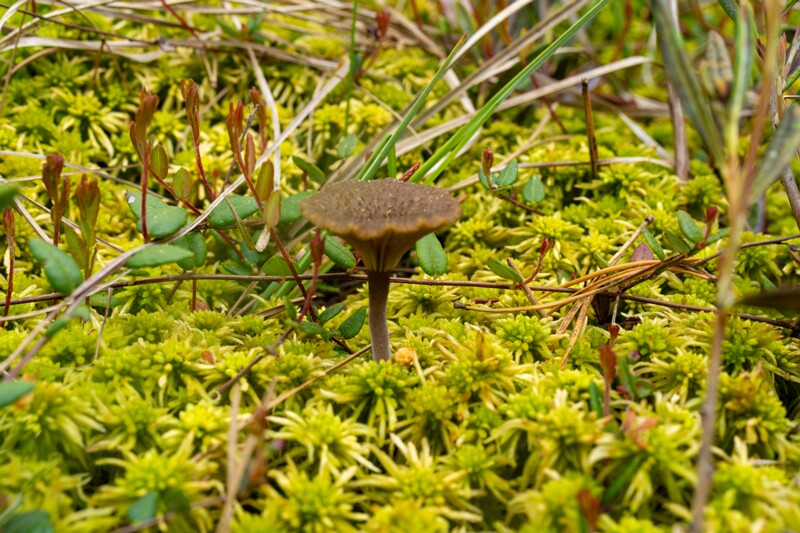 et. Samblalehik, en. Sphagnum Navel, lat. Arrhenia gerardiana