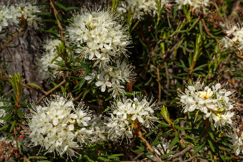 et. Sookail, en. wild rosemary, lat. Rhododendron tomentosum