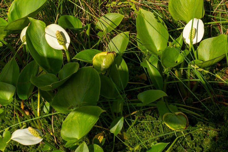 et. Tähniline aarum, en. cuckoopint, lat. Arum maculatum