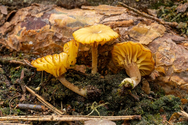 et. Turba-sõlgsamblik, en. lichen agaric, lat. Lichenomphalia umbellifera