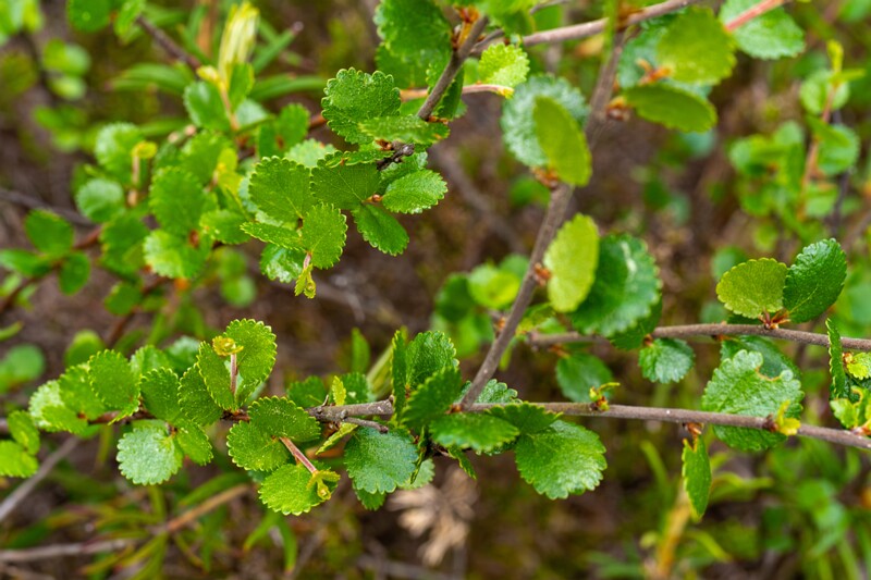et. Vaevakask, en. dwarf birch, lat. Betula nana