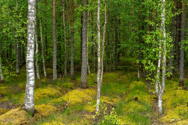 viru-raba 2025-06-07 1-1