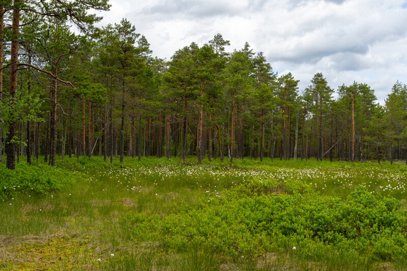 viru-raba 2025-06-07 1-10