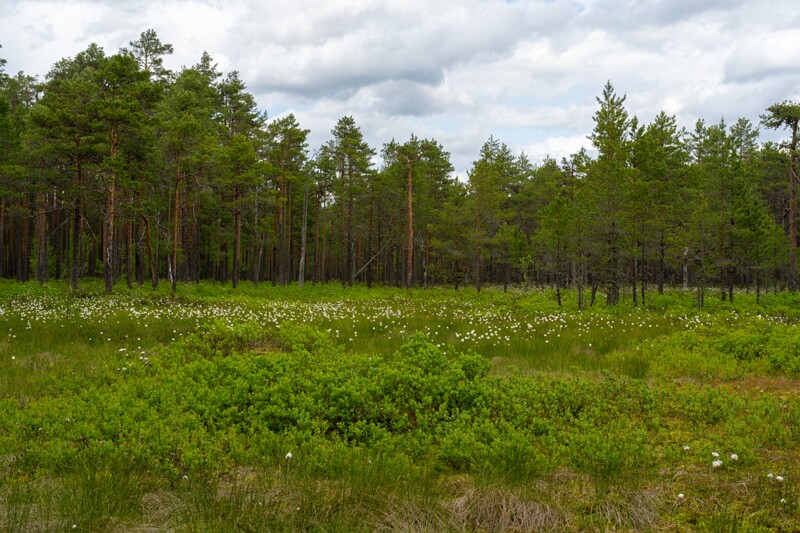 viru-raba 2025-06-07 1-11