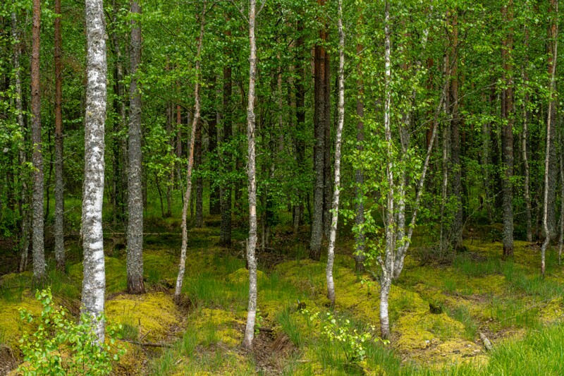 viru-raba 2025-06-07 1-2