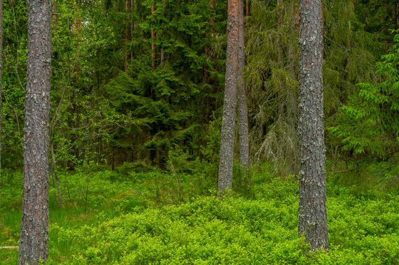 viru-raba 2025-06-07 1-3