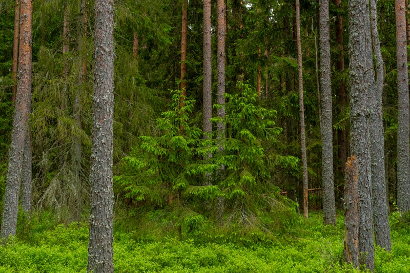 viru-raba 2025-06-07 1-4